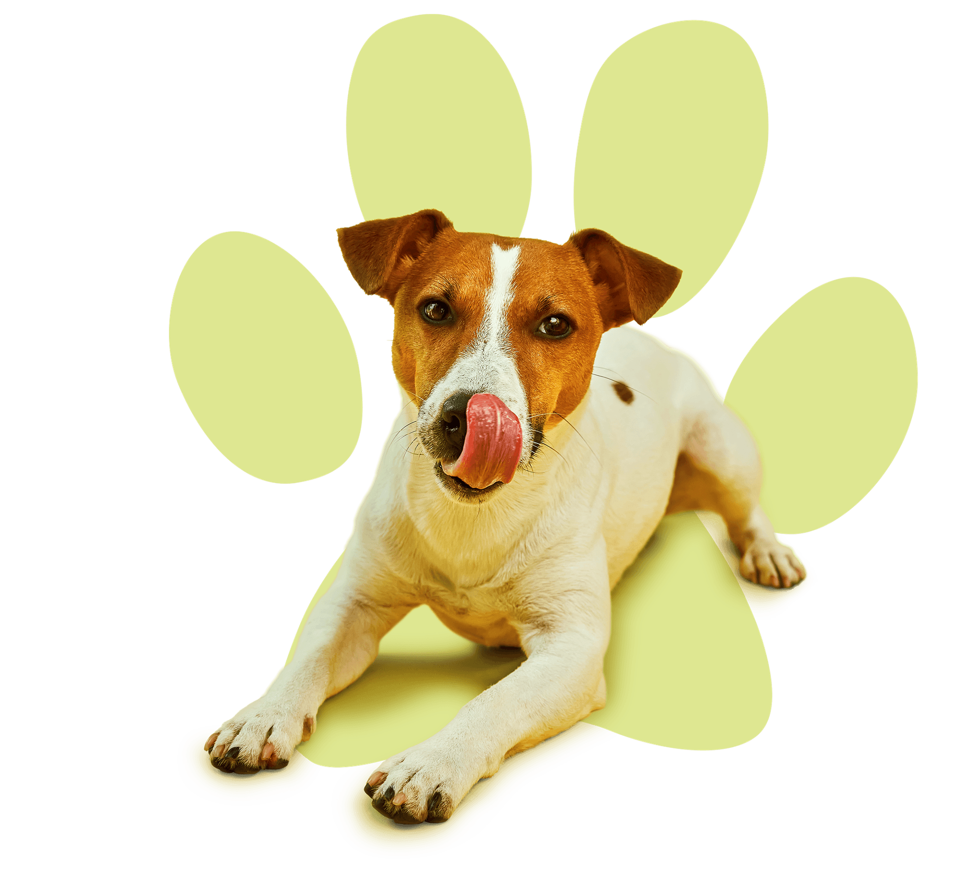 Pawzi